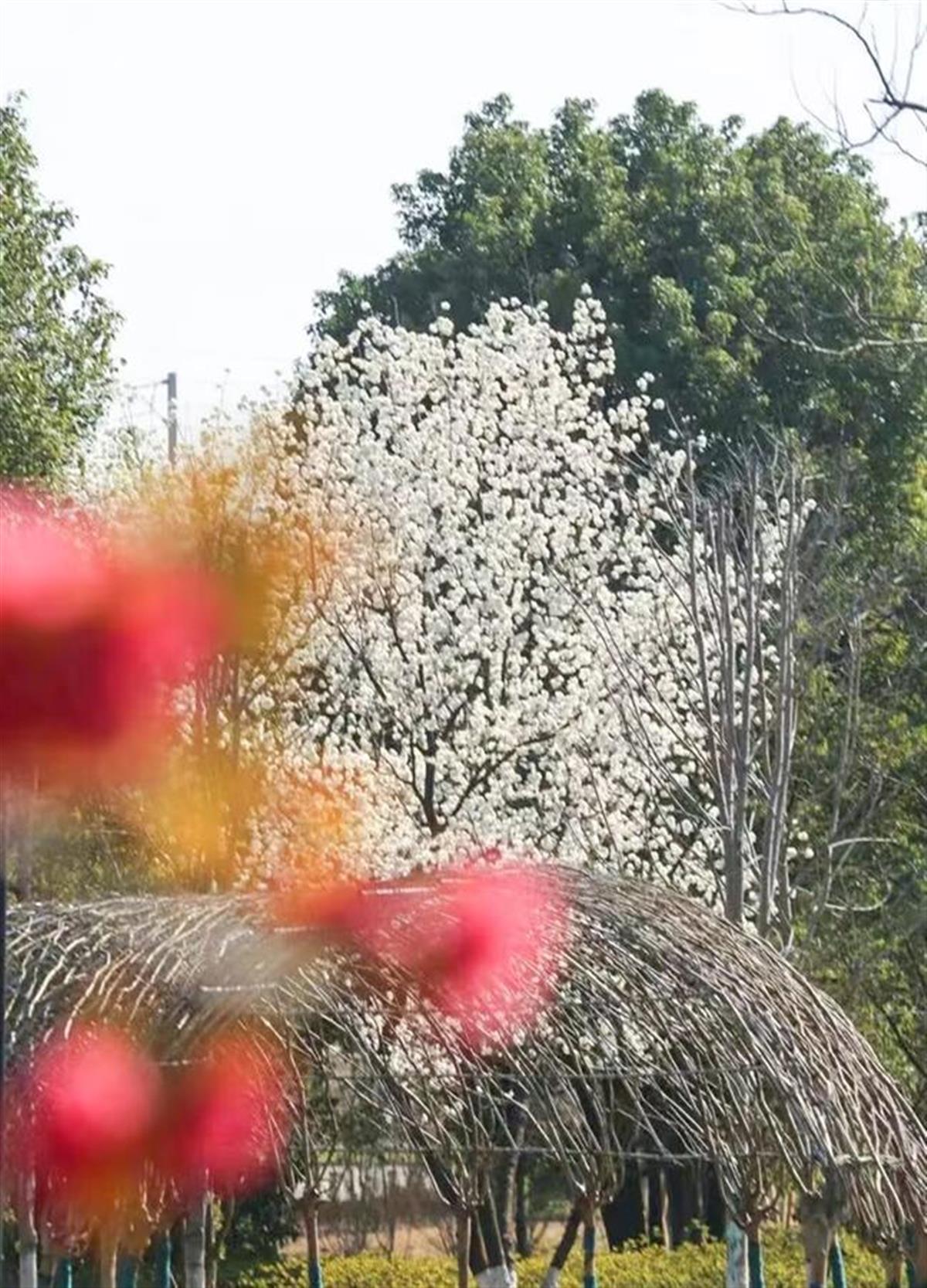 开云体育app相约春天赏樱花极目新闻记者带您打卡武汉三镇赏樱地(图11)