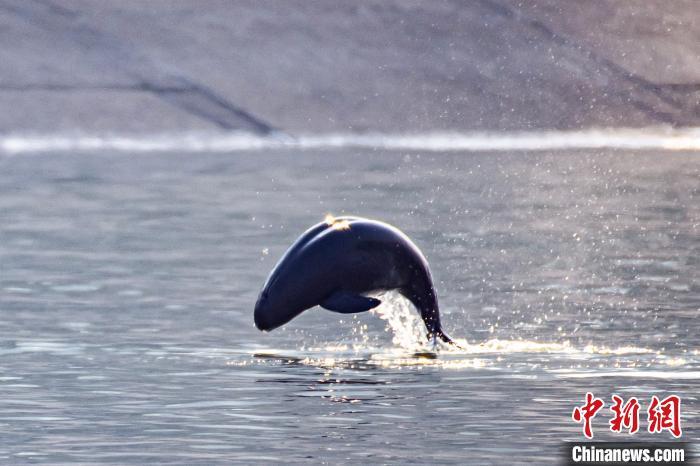 江豚在江面上腾跃 赵明 摄