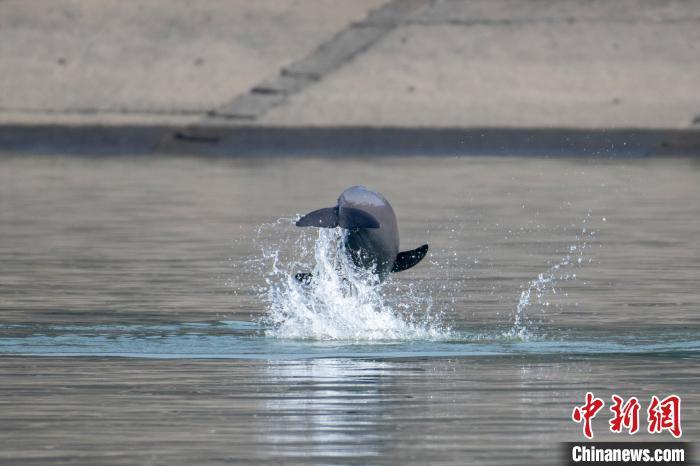 江豚表演“托马斯回旋” 赵明 摄