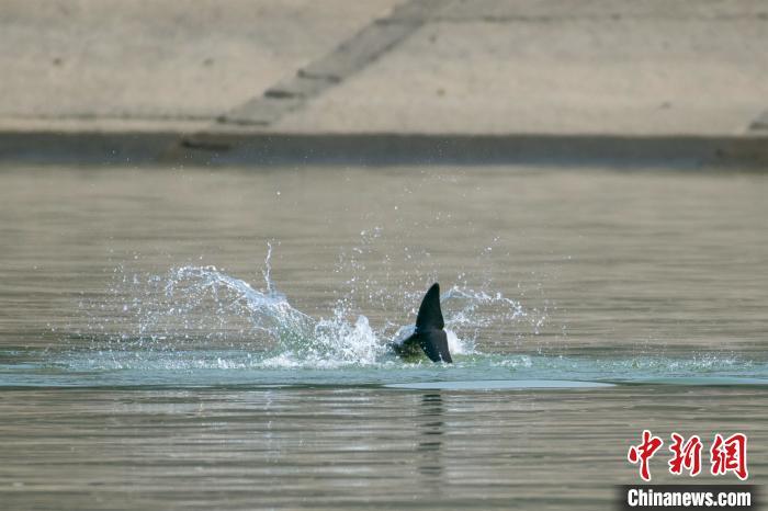 江豚完成“回旋”没入水中 赵明 摄