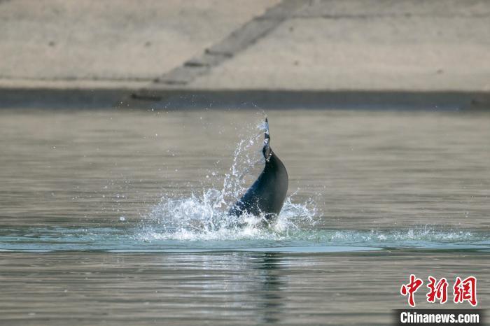 湖北宜昌江面：江豚表演“托马斯回旋”