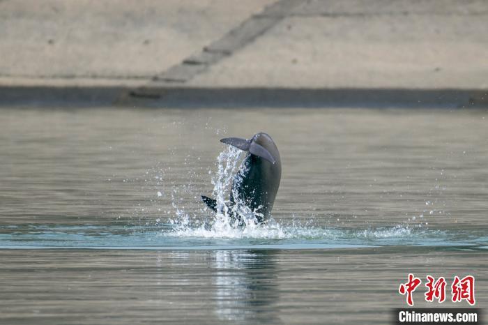 江豚在江中跳跃翻滚 赵明 摄