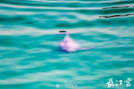 江豚妈妈教小江豚捕鱼 江豚妈妈教小江豚捕鱼