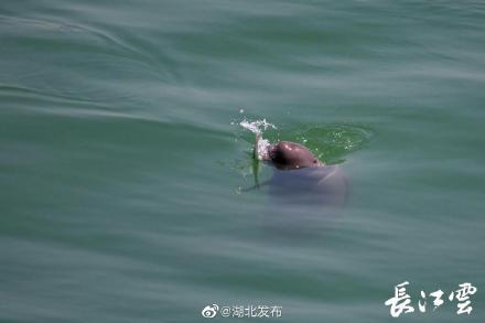 江豚妈妈教小江豚捕鱼 江豚妈妈教小江豚捕鱼