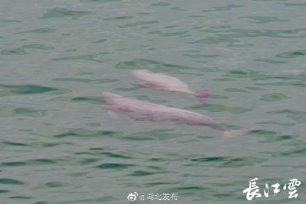 江豚妈妈教小江豚捕鱼 江豚妈妈教小江豚捕鱼