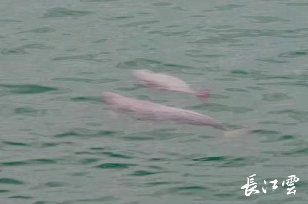 母亲节这天，宜昌江段江豚“母子同游”