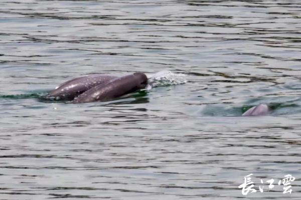 母亲节这天，宜昌江段江豚“母子同游”