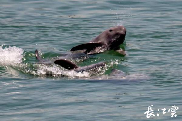 母亲节这天，宜昌江段江豚“母子同游”