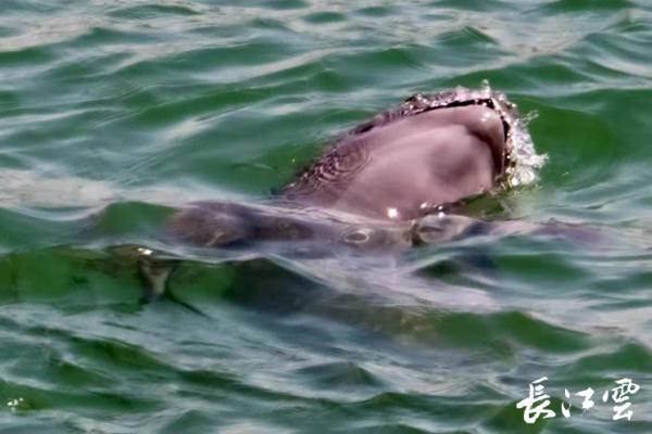 母亲节这天，宜昌江段江豚“母子同游”