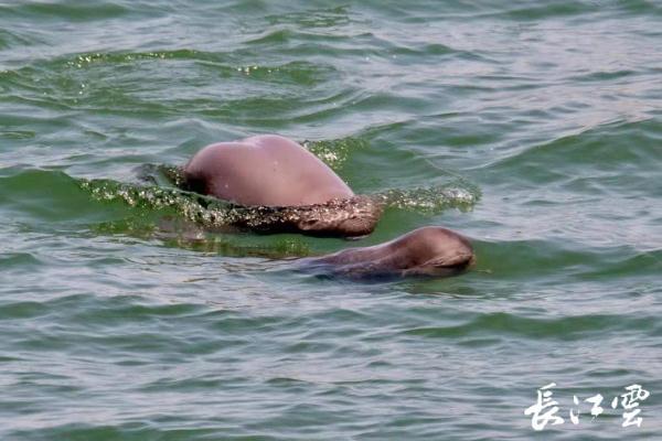 母亲节这天，宜昌江段江豚“母子同游”