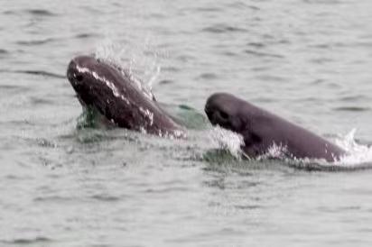 母亲节这天，宜昌江段江豚“母子同游”