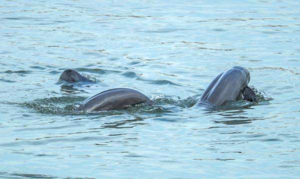 农业农村部开展长江江豚迁地保护活动 农业农村部开展长江江豚迁地保护活动