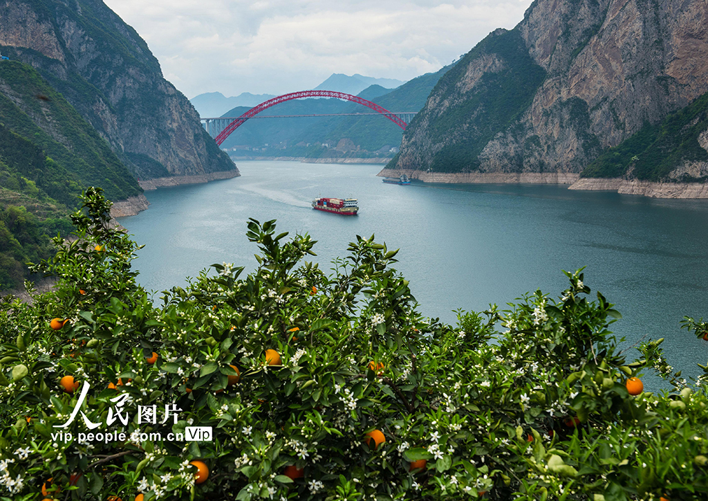 湖北秭归:花果同枝 -三峡宜昌网