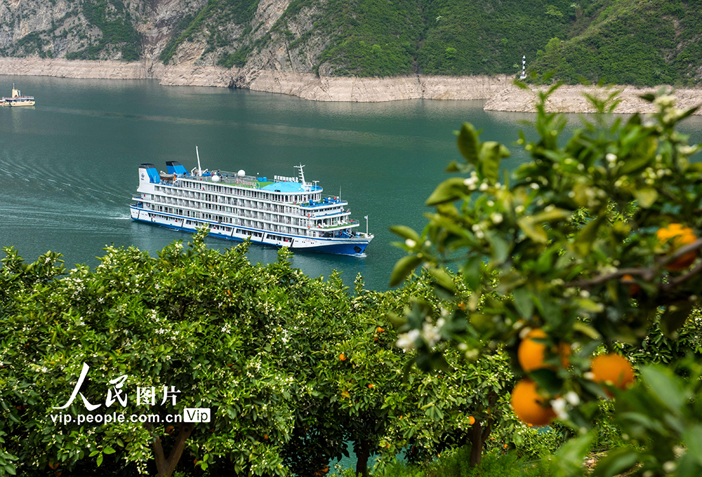 湖北秭归:花果同枝 -三峡宜昌网