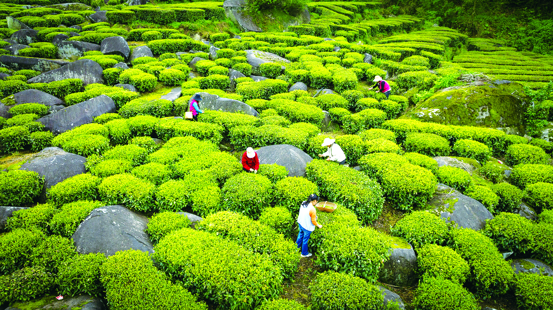 岩茶采摘正当时