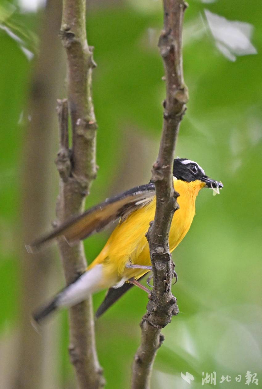 夏候鸟白眉姬鹟现身宜昌