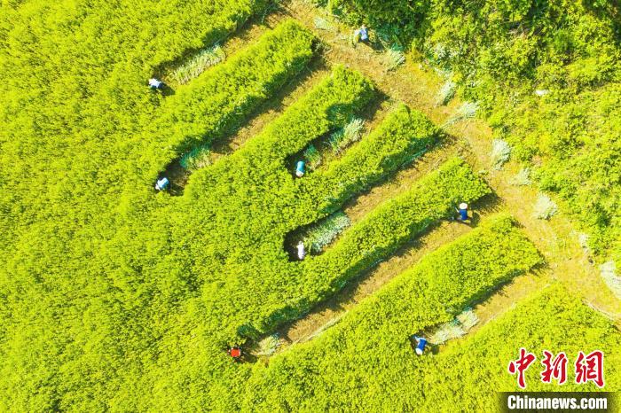 屈原故里艾草飘香助增收