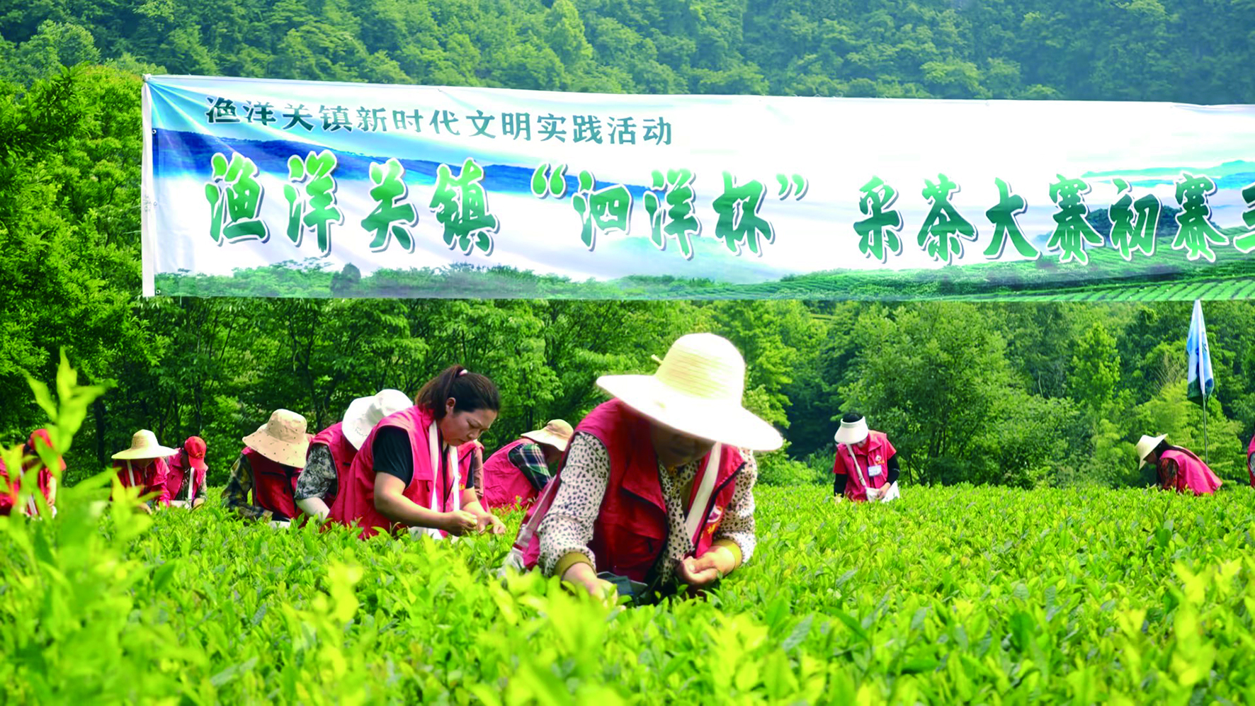 五峰渔洋关镇"泗洋杯"采茶大赛初赛结束