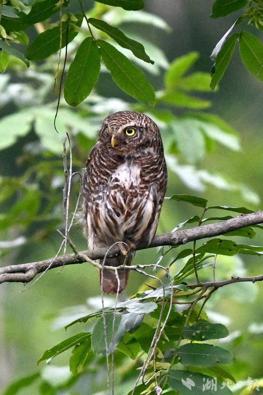 长江岸边丛林中隐藏的斑头鸺鹠