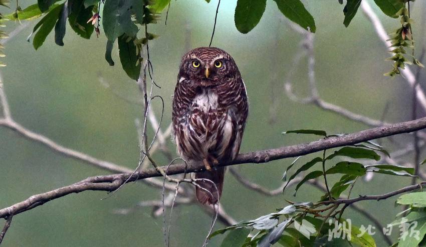 长江岸边丛林中隐藏的斑头鸺鹠