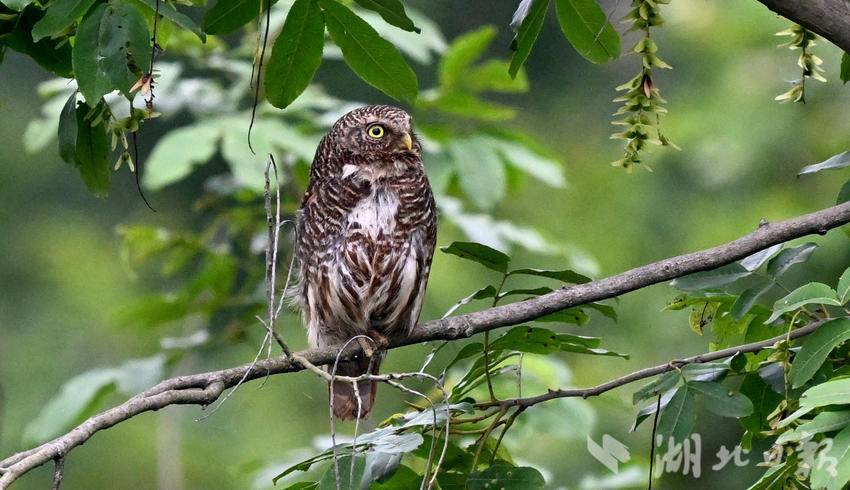 长江岸边丛林中隐藏的斑头鸺鹠