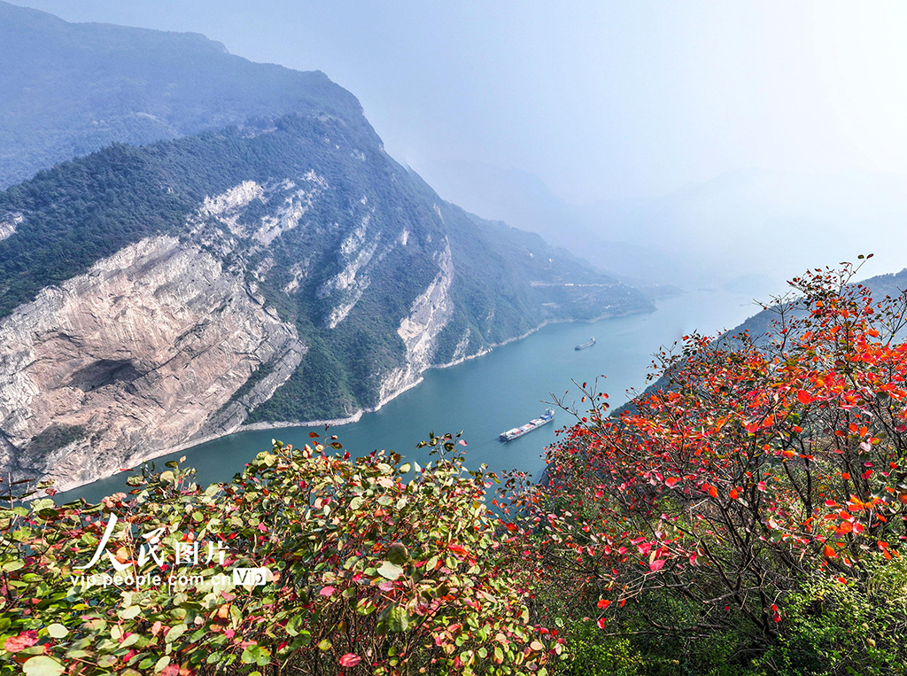 湖北秭归：三峡红叶似彩霞【3】