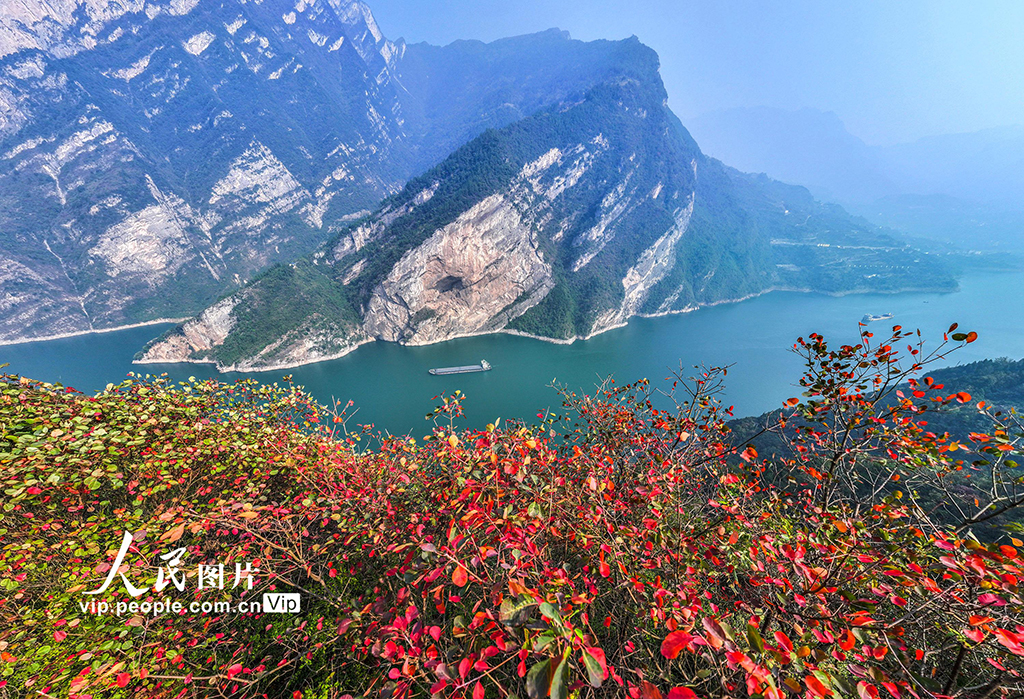 湖北秭归：三峡红叶似彩霞【5】