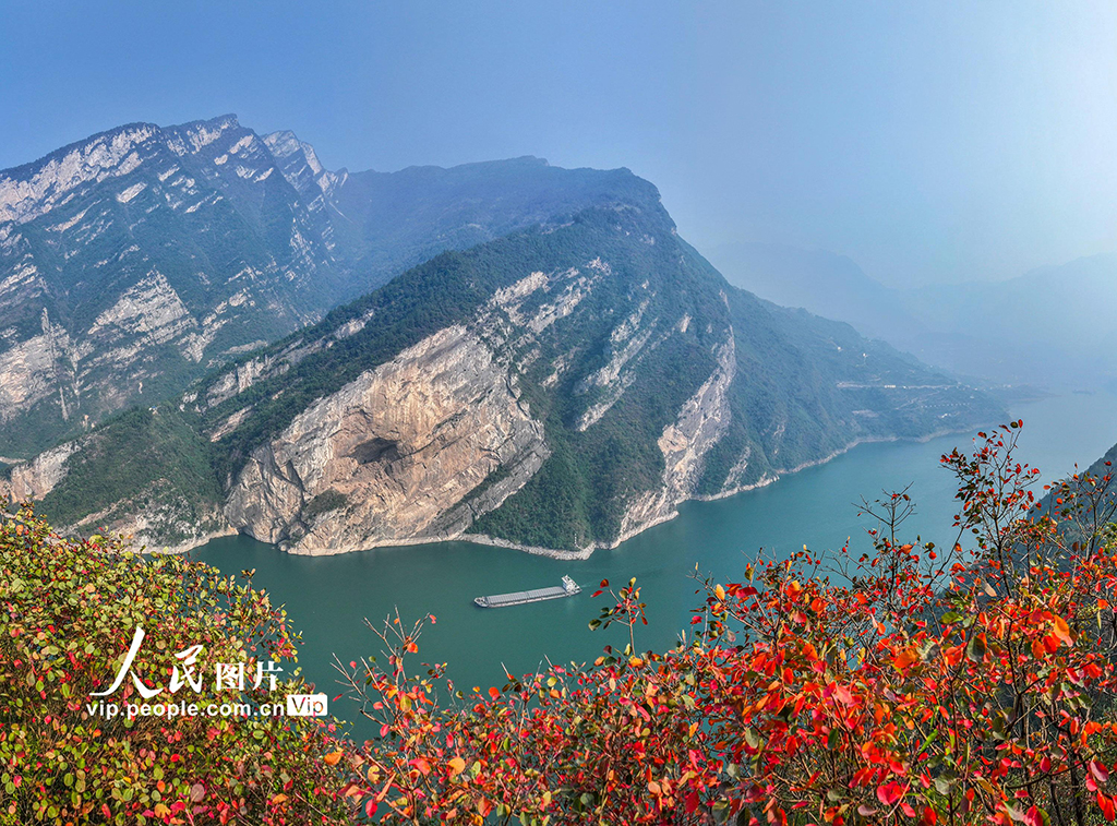 湖北秭归：三峡红叶似彩霞【4】