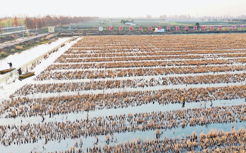 位于潜江市后湖管理区的冬季稻田养虾基地。关洪磊摄