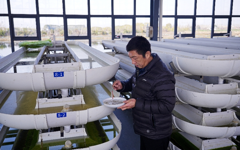 小龙虾研究院科研人员查看虾苗生长情况。关洪磊摄