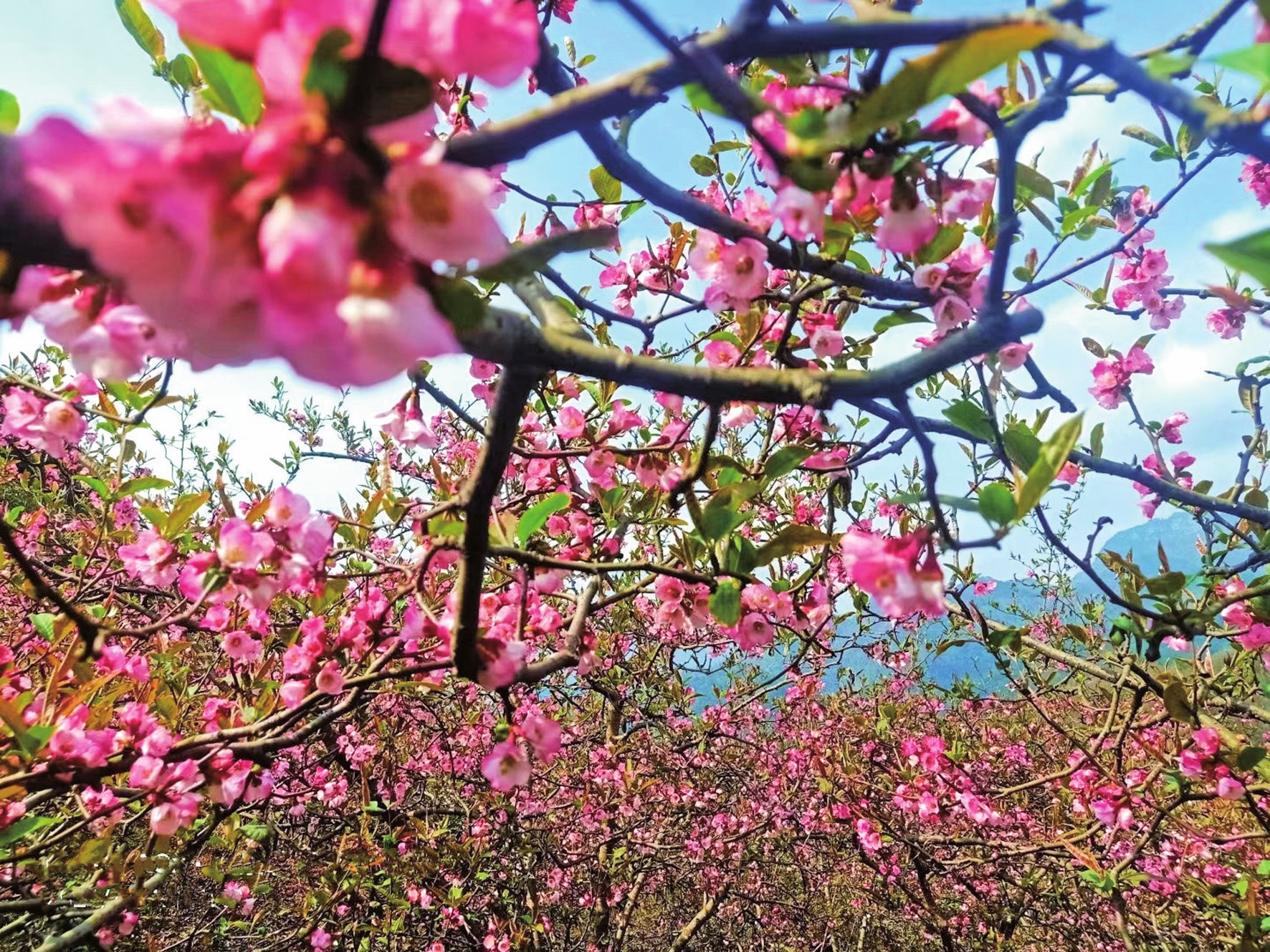 榔坪木瓜花文化旅游活动周凸显文旅新活力 木瓜花盛开引得游客来