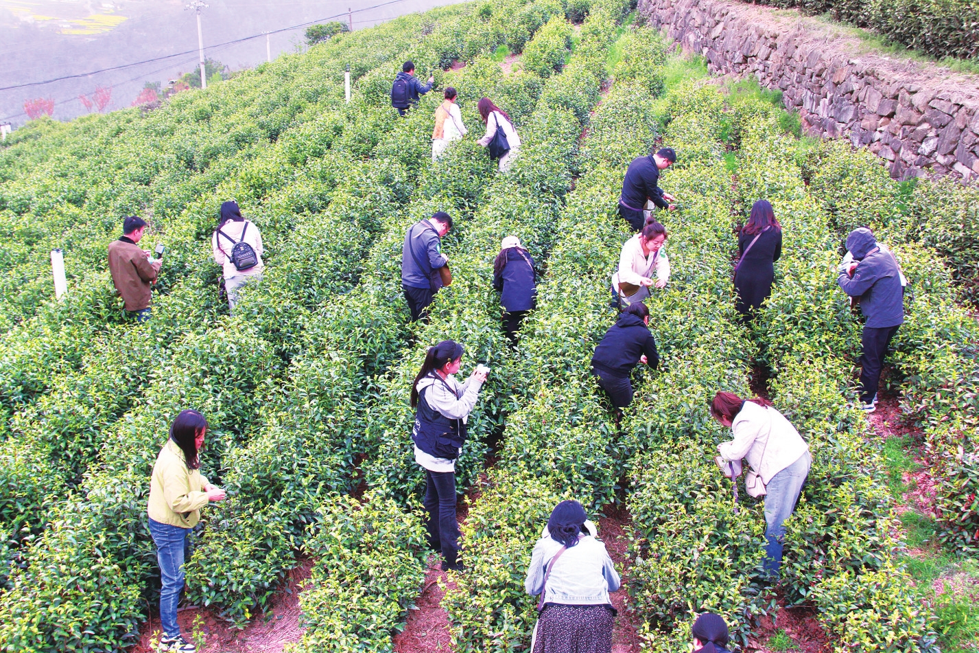 OB电竞APP30多家茶企和茶叶经销商慕“茗”而来 昭君白茶：每斤鲜叶收购价达100元(图1)