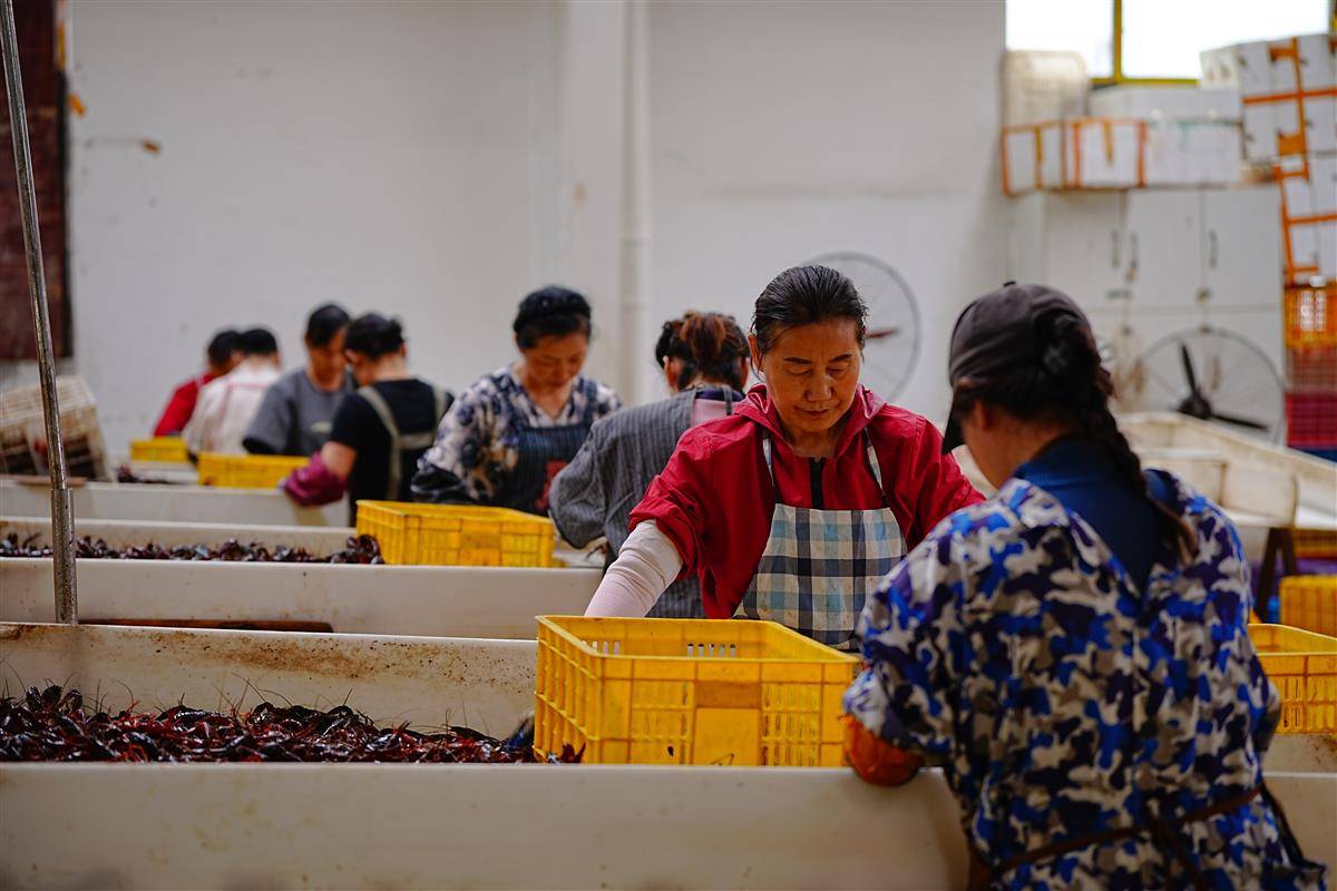 位于潜江的中国小龙虾交易中心一片繁忙。(湖北日报通讯员 关洪磊 摄)