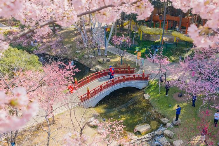 An aerial drone photo taken on March 11, 2026 shows a view of the East Lake Cherry Blossom Garden in Wuhan, central China's Hubei Province. (Xinhua)