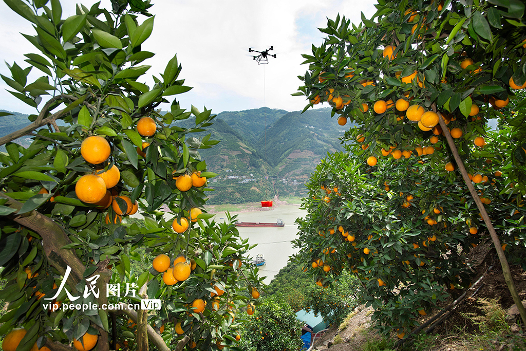 湖北秭归：三峡夏橙丰收