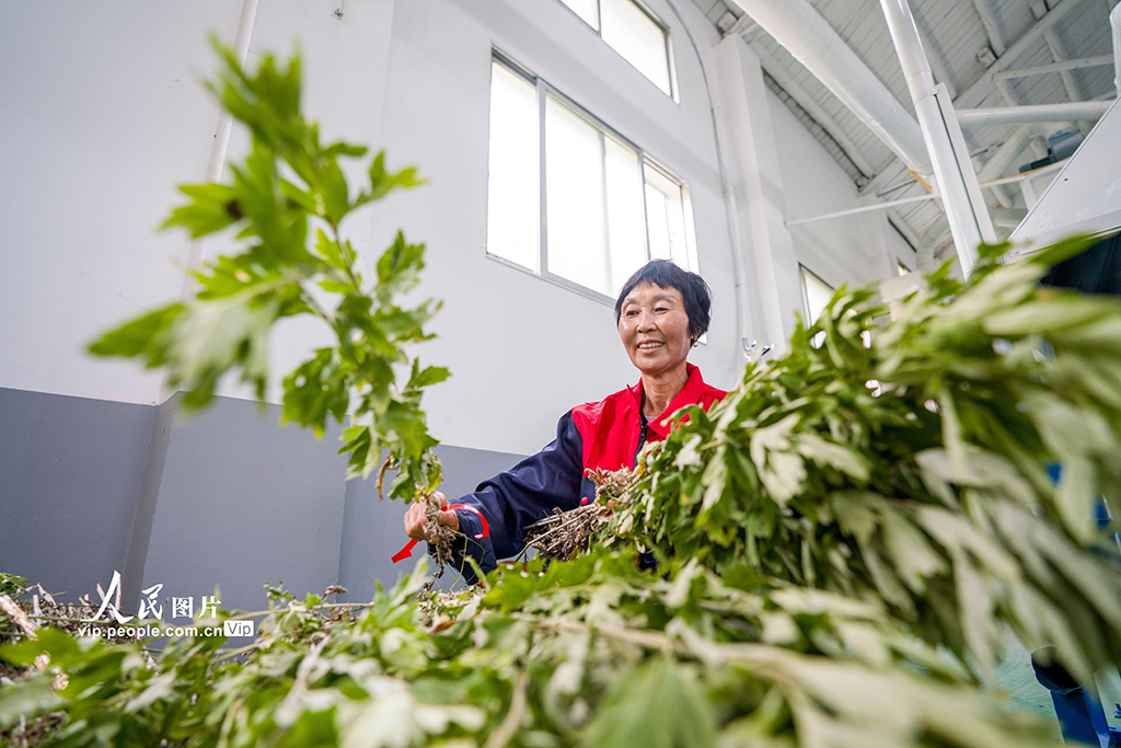 湖北秭归：端午临近 艾草产业蓬勃兴【5】
