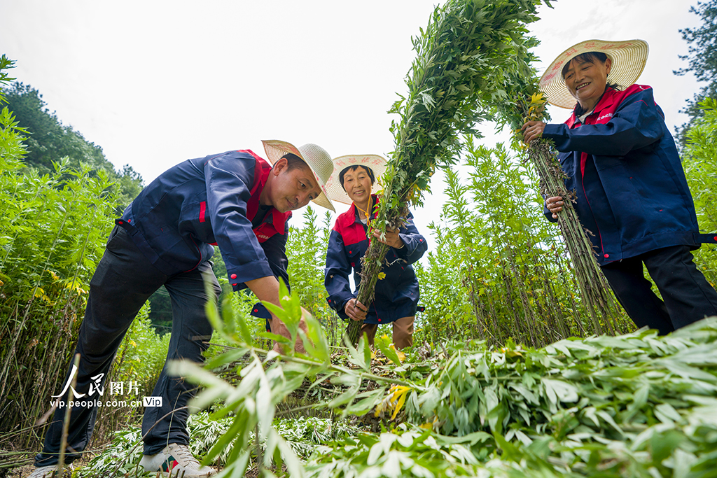 湖北秭归：端午临近 艾草产业蓬勃兴【4】