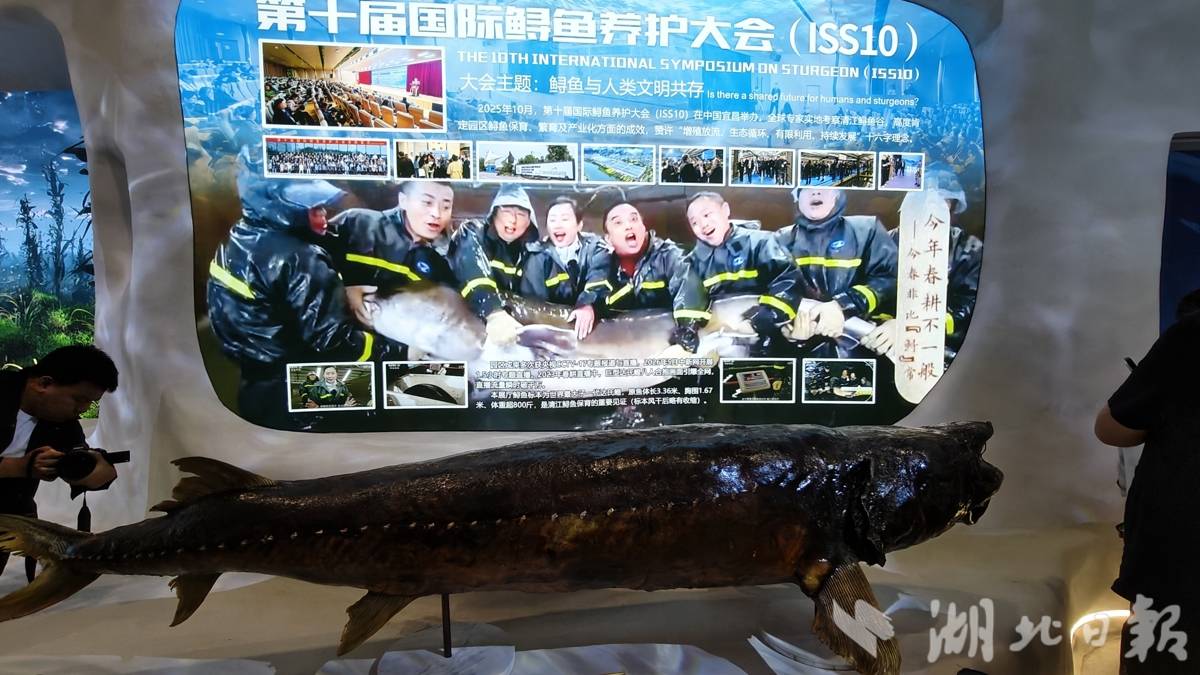 宜都市清江鲟鱼谷展示重约800斤的鲟鱼标本。