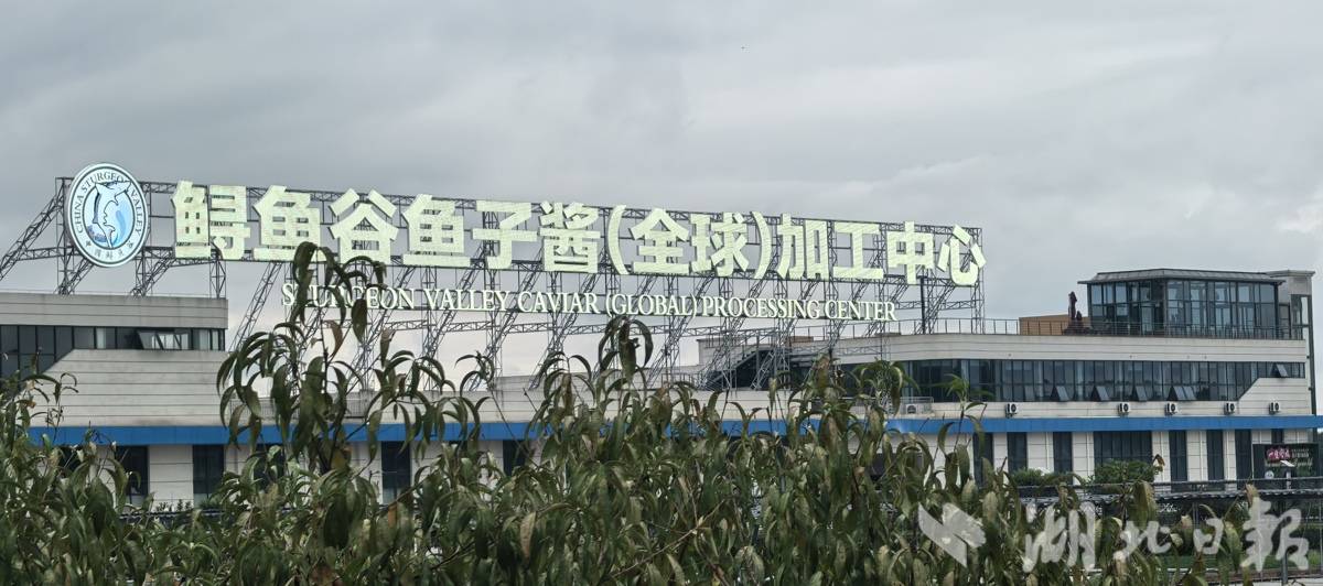 鲟鱼谷鱼子酱（全球）加工中心。